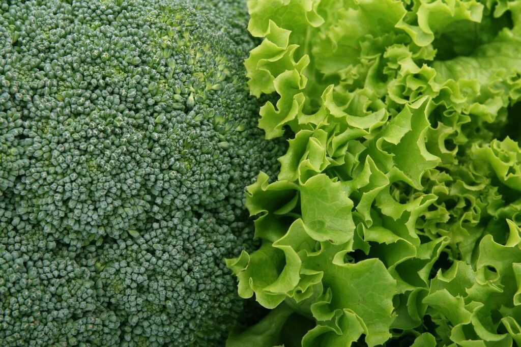 broccoli, lettuce, vegetables-1239430.jpg